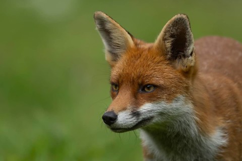 Red fox (Vulpes vulpes) adult animal head portrait, Essex, England, United Kingdom, Europe