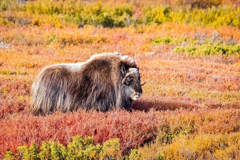 Musk ox (Ovibos moschatus), in Dovrefjell, Norway, calf, young animal, cubs, Dovrefjell,