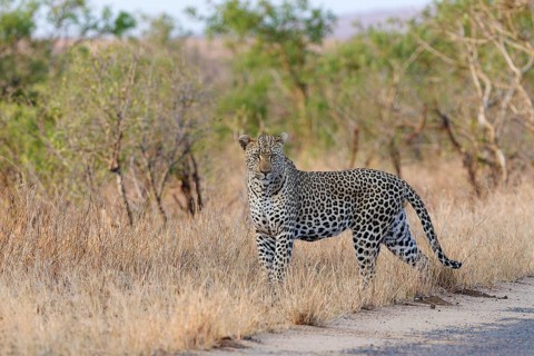 African leopard (Panthera pardus pardus), adult male standing by the side of the road, facing