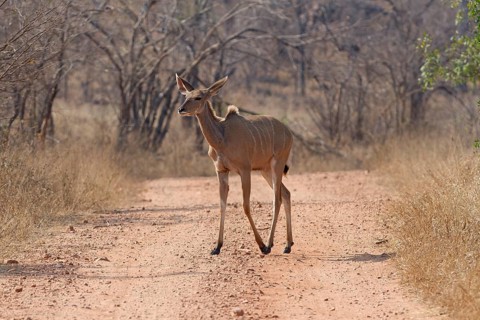 Greater kudu (Tragelaphus strepsiceros), adult female walking on dirt road, Kruger National Park,