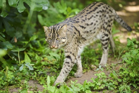 Fishing cat (Prionailurus viverrinus), walking, Bavaria, Germany, Europe