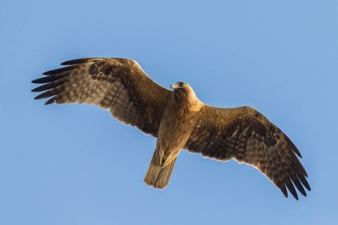 Booted eagle (Hieraaetus pennatus), flight photo, blue sky, Israel, Middle East, Asia