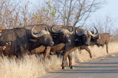 Cape buffaloes (Syncerus caffer caffer), herd crossing the asphalt road, Kruger National Park,
