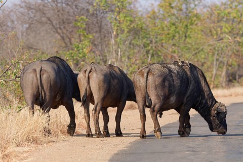 Cape buffaloes (Syncerus caffer caffer), an adult female between two adult males, from behind, at