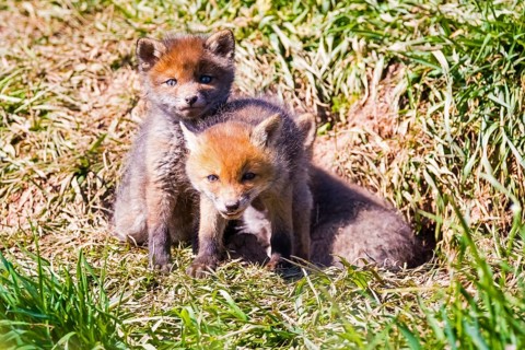 Two young foxes in front of the foxhole, Lower Saxony, Federal Republic of Germany
