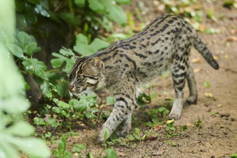 Fishing cat (Prionailurus viverrinus), walking, Bavaria, Germany, Europe
