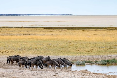 Blue wildebeests (Connochaetes taurinus), herd drinking at a waterhole at the Etosha salt pan,
