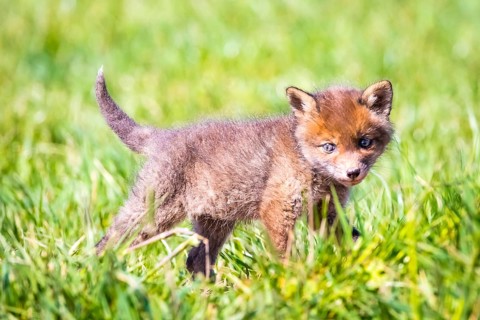Young fox in front of the foxhole, Lower Saxony, Federal Republic of Germany
