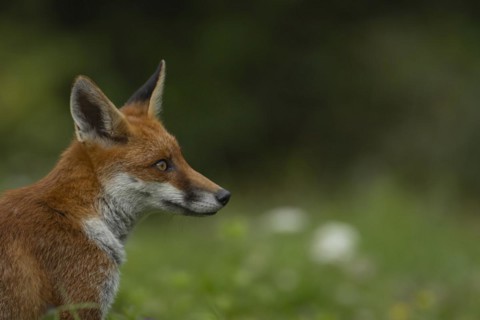 Red fox (Vulpes vulpes) adult animal head portrait, England, United Kingdom, Europe