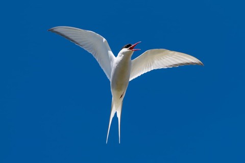Arctic Arctic Tern (Sterna paradisea) in flight, Reykjanes, Iceland, Europe