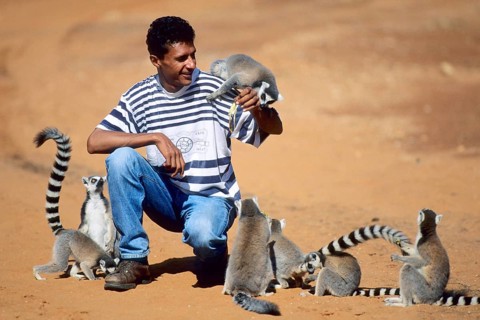 Lemur Catta, Ring-tailed Lemur, Madagascar, Madagascar, Madagascar, Africa