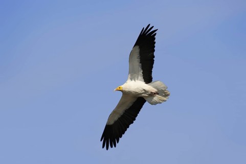 Egyptian Vulture (Neophron percnopterus) flying, Provence, South of France