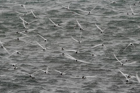 Long exposure, Arctic terns (Sterna paradisea) in flight, Iceland, Europe