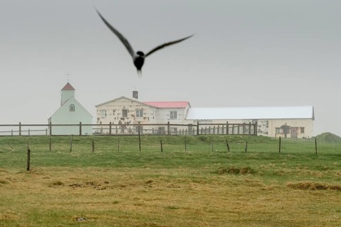Farm with church, Arctic tern, Strandir, Ãrnes, Westfjords, Iceland, Europe