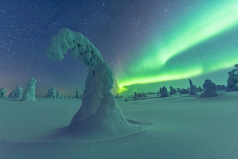 Northern Lights over Snowed-in Trees, Winter Landscape, Riisitunturi National Park, Posio, Lapland,