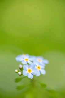 Close-up, Forget-me-not (Myosotis scorpioides), Deister, Calenberger Bergland, Schaumburg,