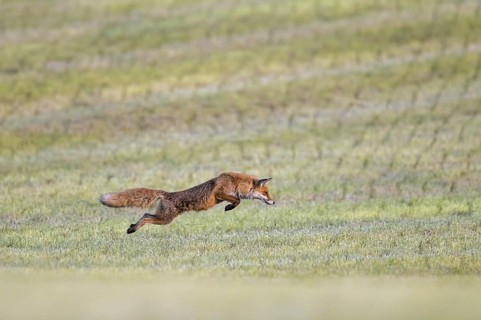 Red fox (Vulpes vulpes) hunting mice, voles by leaping through the air and pouncing upon the rodent