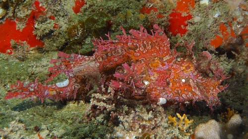 Red popeyed scorpionfish (Rhinopias frondosa), Sodwana Bay National Park dive site, Maputaland