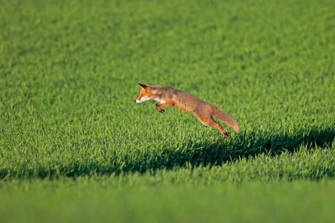 Red fox (Vulpes vulpes) hunting mice, voles by leaping through the air and pouncing upon the rodent