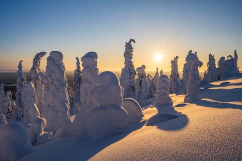 Snowed-in trees, winter landscape, Riisitunturi National Park, Posio, Lapland, Finland, Europe