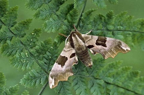 Lime Hawk-moth (Mimas tiliae) on vegetation