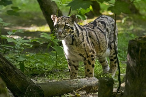 Mainland clouded leopard (Neofelis nebulosa) native from the Himalayas to Southeast Asia into South