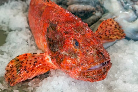 Red scorpionfish (Scorpaena scrofa), fish market, market hall Mercado dos Lavradores, Funchal,