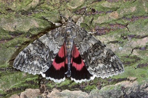 Red Underwing (Catocala nupta) moth on tree bark, Belgium, Europe