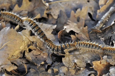Pine processionary (Thaumetopoea pityocampa) moth caterpillars (Traumatocampa pityocampa) following