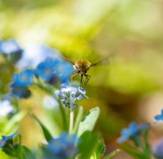 Bee fly (Bombyliidae) sitting on blue flowers of the forget-me-not (Myosotis), Bavaria, Germany,