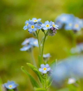 Blue flowers of the forget-me-not (Myosotis), Bavaria, Germany, Europe