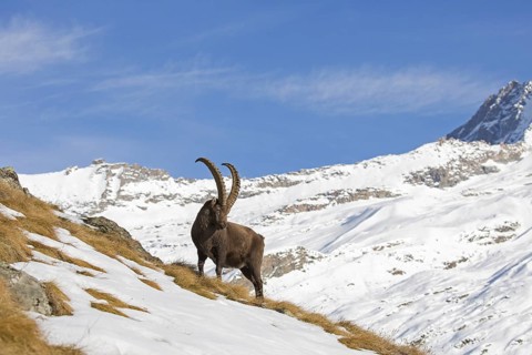 Alpine ibex (Capra ibex) male foraging in the snow in winter in the Gran Paradiso National Park,