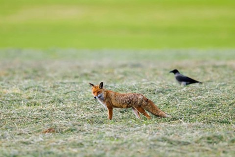 Solitary red fox (Vulpes vulpes) hunting in freshly mowed meadow, cut grassland, followed by hooded