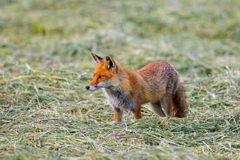 Solitary red fox (Vulpes vulpes) hunting mice in freshly mowed meadow, cut grassland in summer