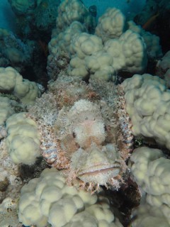 Portrait of fringed scorpionfish (Scorpaenopsis oxycephala) on stony coral, dive site House Reef,