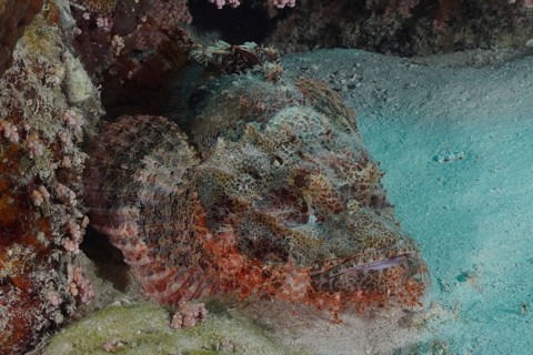 Fringed dragonhead (Scorpaenopsis oxycephala), Marsa Shona reef dive site, Egypt, Red Sea, Africa
