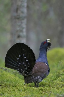 Western Capercaillie (Tetrao urogallus), Wood Grouse, Heather Cock calling during courtship display