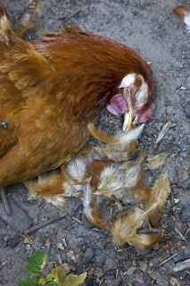 Dead chicken inside backyard chicken coop, killed by red fox (Vulpes vulpes)
