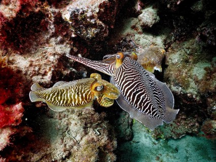 Pair of common cuttlefish (Sepia officinalis), common cuttlefish mating, dive site El Cabron Marine