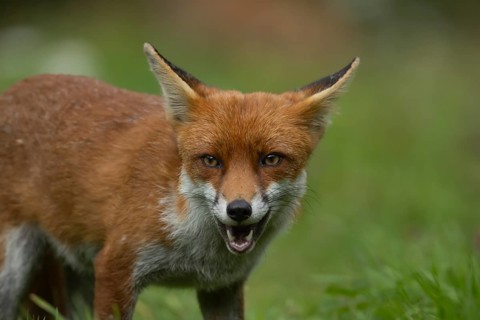 Red fox (Vulpes vulpes) adult animal head portrait, Essex, England, United Kingdom, Europe