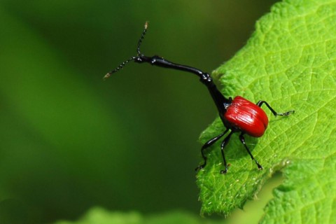 Africa, Madagascar, island, Indian Ocean, animal, animals, insect, insects, beetle, giraffe weevil