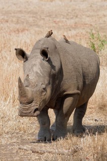 Southern white rhinoceros (Ceratotherium simum simum), adult male walking while looking at camera,