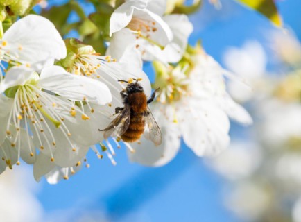 Tawny mining bee (Andrena fulva), female collects pollen from fragrant, white flowers of bird