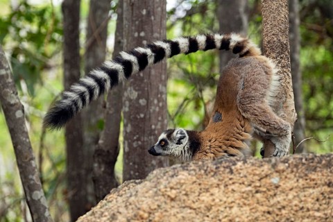 Territorial ring-tailed lemur (Lemur catta) scent-marking tree with genital scent glands, Isalo