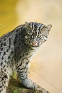 Fishing cat (Prionailurus viverrinus), sitting on the edge of the water, hunting, Bavaria, Germany,