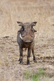 Common warthog (Phacochoerus africanus), adult male, alert, animal portrait, Kruger National Park,