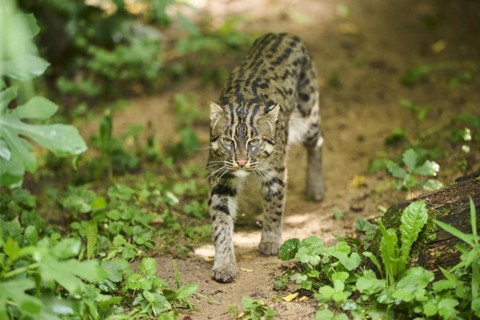 Fishing cat (Prionailurus viverrinus), walking, Bavaria, Germany, Europe