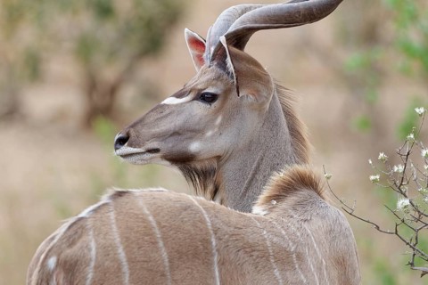 Greater kudu (Tragelaphus strepsiceros), adult male, alert, head close-up, profile view, Kruger