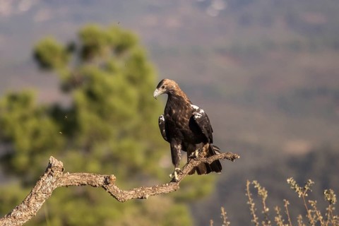 Iberian Eagle (Aquila adalberti), Spanish imperial eagle, Extremadura, Castilla La Mancha, Spain,