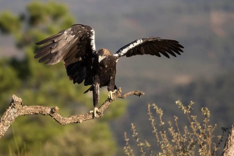 Iberian Eagle (Aquila adalberti), Spanish imperial eagle, Extremadura, Castilla La Mancha, Spain,